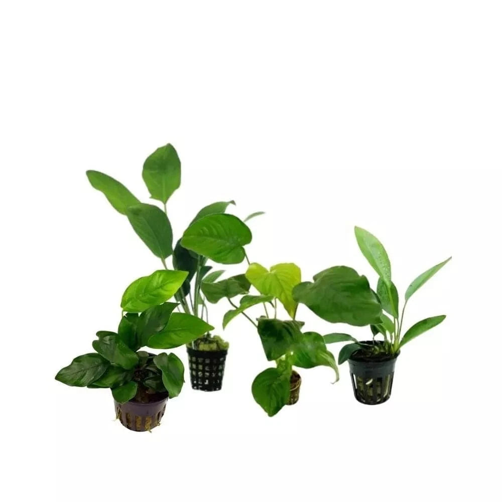 Akvariumo augalas Anubias