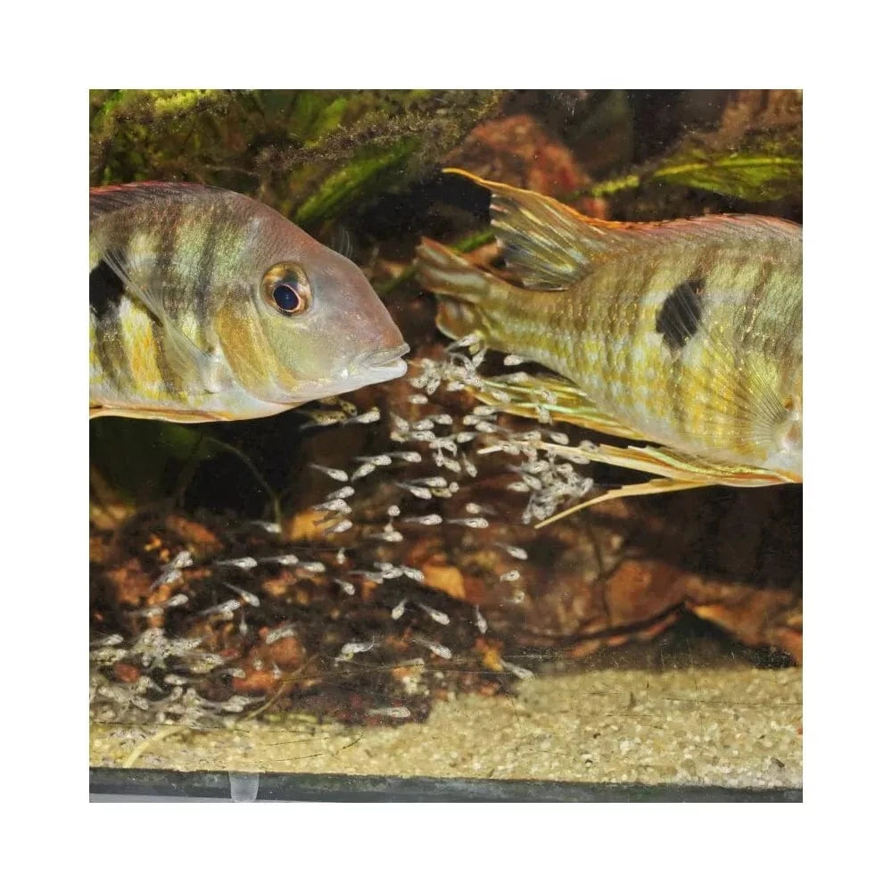 ProNovo Bel Fluid pašaras mailiui 50 ml