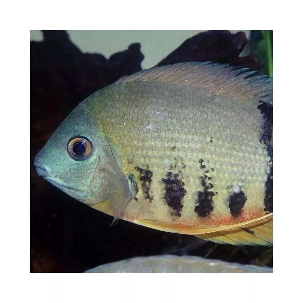 JBL ProNovo Cichlid Grano XL pašaras žuvims 1000 ml