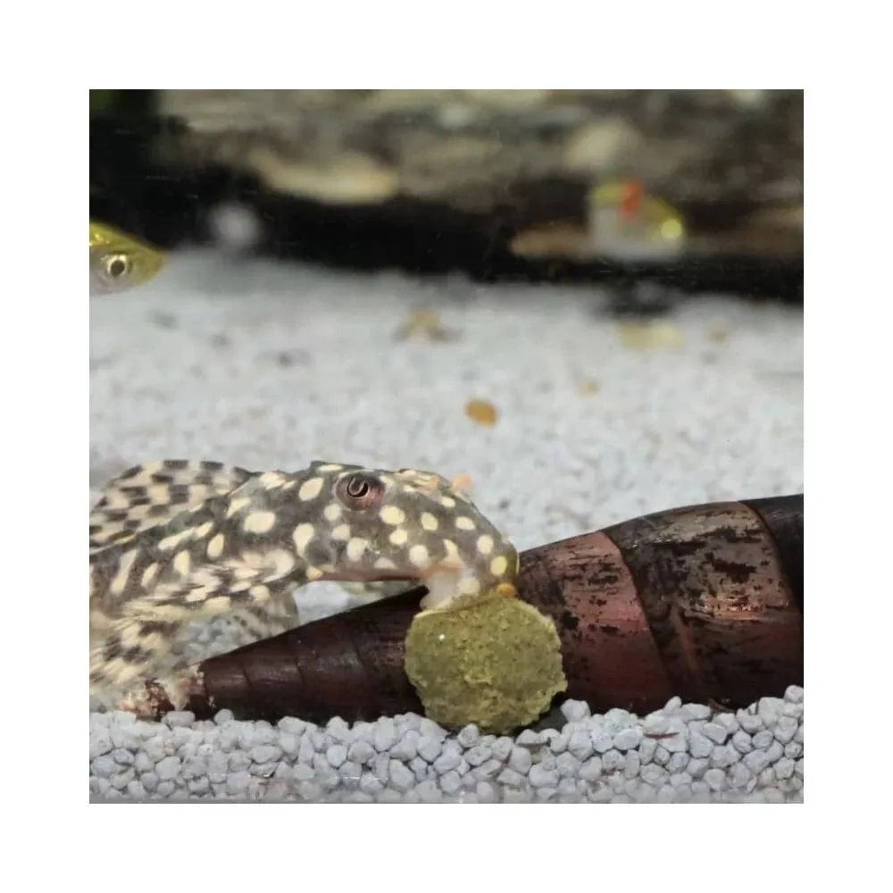 JBL ProNovo Pleco Wafer M pašaras žuvims 100 ml