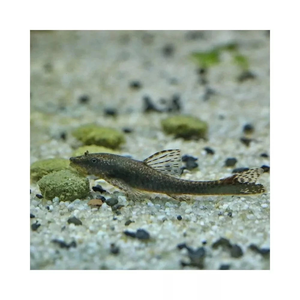 JBL ProNovo Pleco Wafer M pašaras žuvims 100 ml