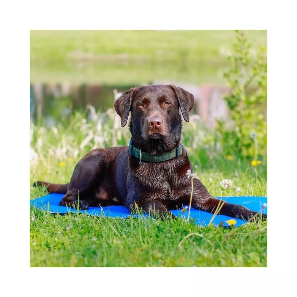 Vėsinantis kilimėlis šunims Ice XL, 110x70 cm