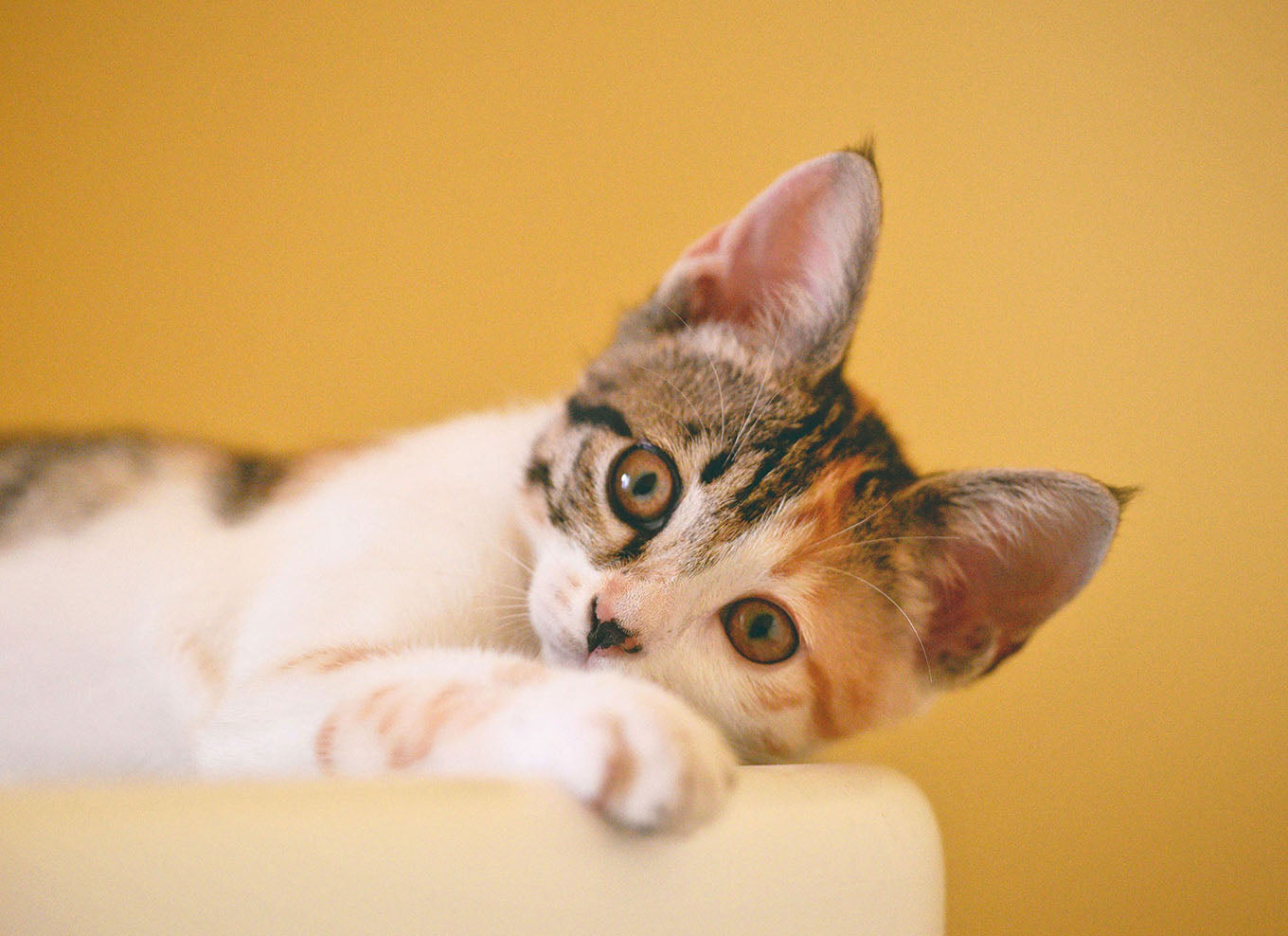 Kačių paslaptys: ką turėtų žinoti kiekvienas šeimininkas