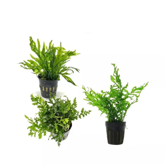 Akvariumo augalas Bolbitis