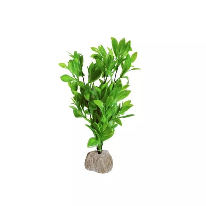 Augalas ant akmenuko XL