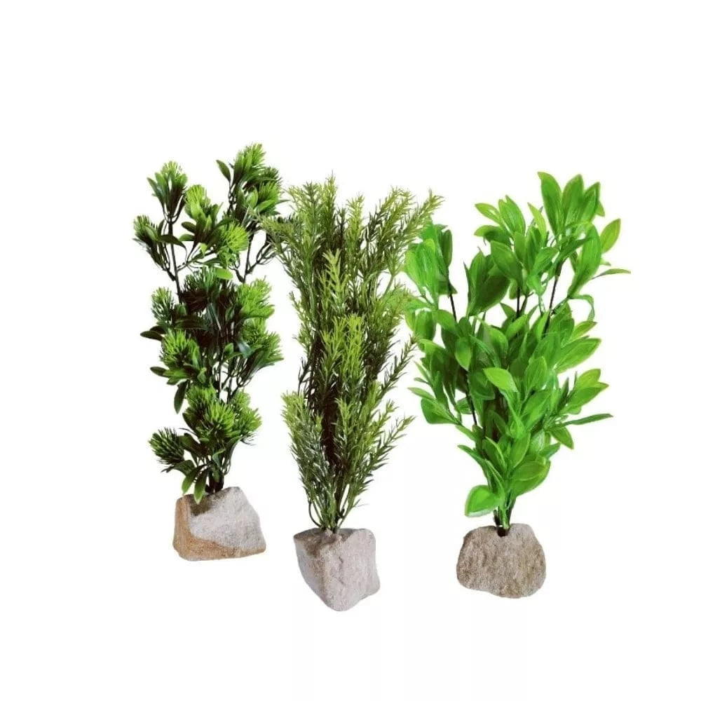 Augalas ant akmenuko XL