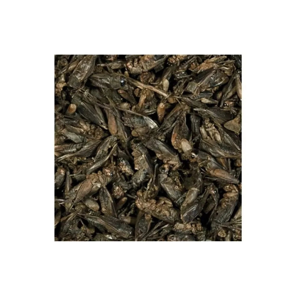 Crickets džiovinti svirpliai 100 ml