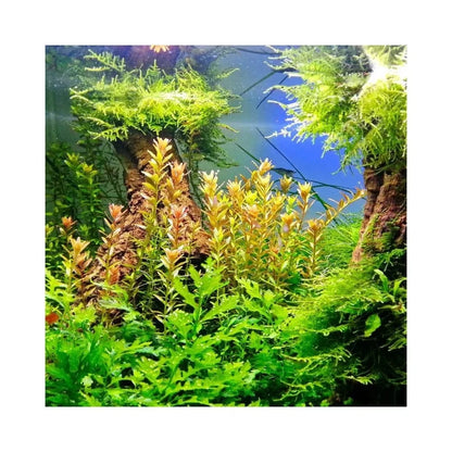 JBL Ferropol skystos trąšos augalams 100 ml