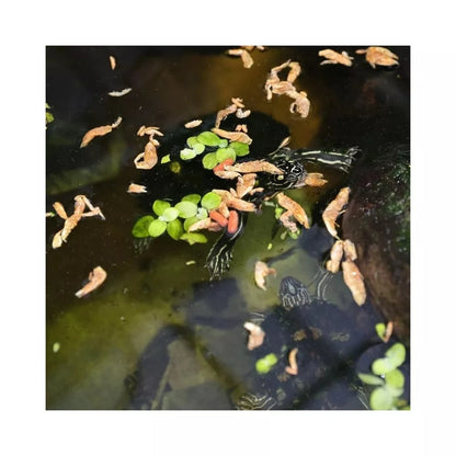 JBL ProTerra pašaras vėžliams Crustarus, 250 ml