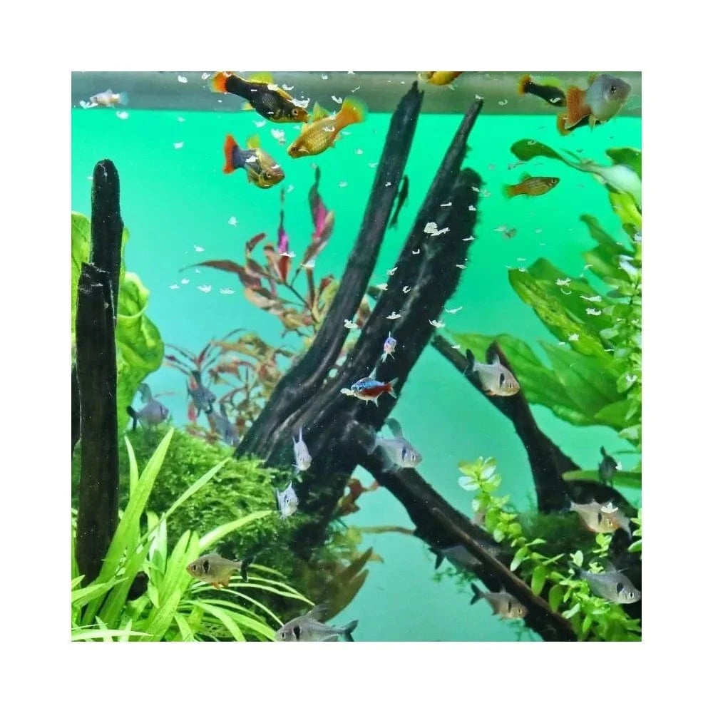 JBL ProNovo Bel Flakes M universalus pašaras žuvims 100 ml