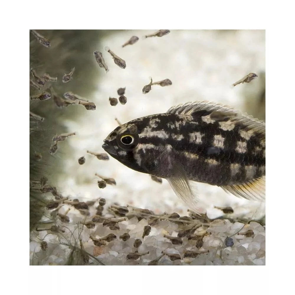 ProNovo Bel Fluid pašaras mailiui 50 ml