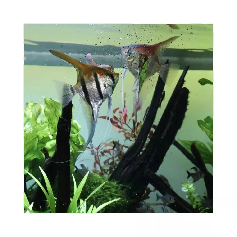 ProNovo Bel Grano S universalus pašaras žuvims 1000 ml