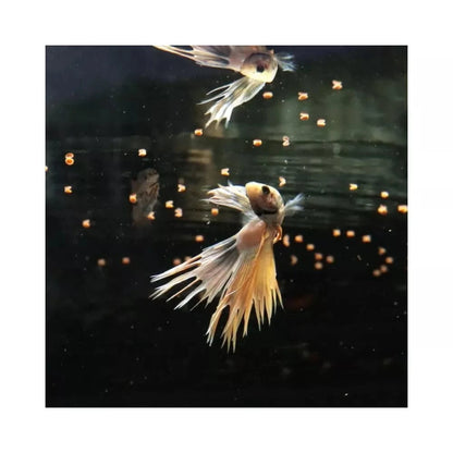 ProNovo Betta Grano S pašaras Betta žuvims (gaideliams) 100 ml