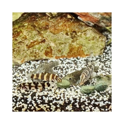 JBL ProNovo Botia Tab M pašaras žuvims 100 ml