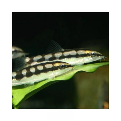 JBL ProNovo Botia Tab M pašaras žuvims 100 ml