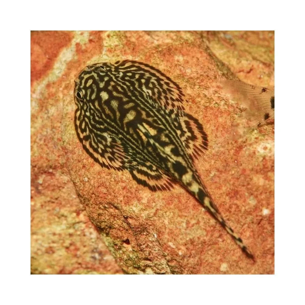 JBL ProNovo Botia Tab M pašaras žuvims 100 ml