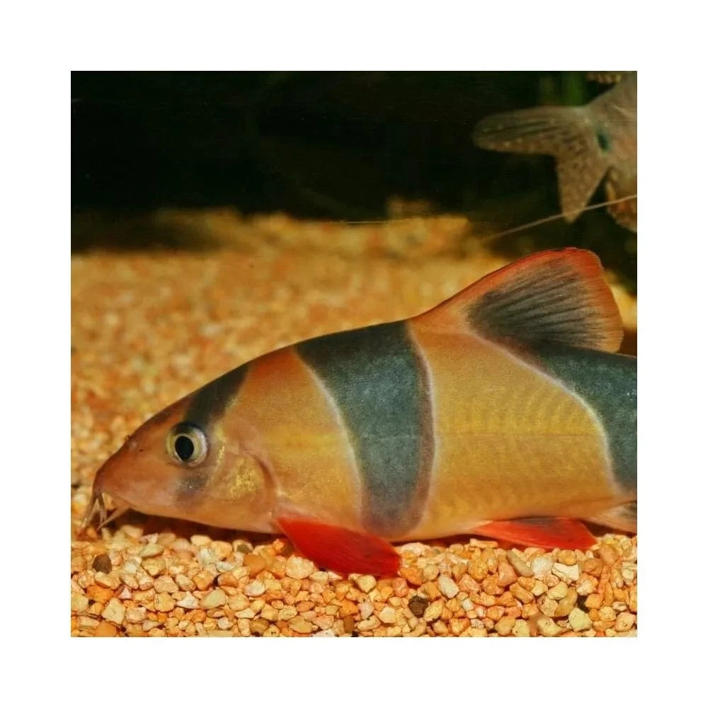 JBL ProNovo Botia Tab M pašaras žuvims 100 ml