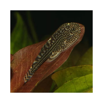 JBL ProNovo Botia Tab M pašaras žuvims 100 ml