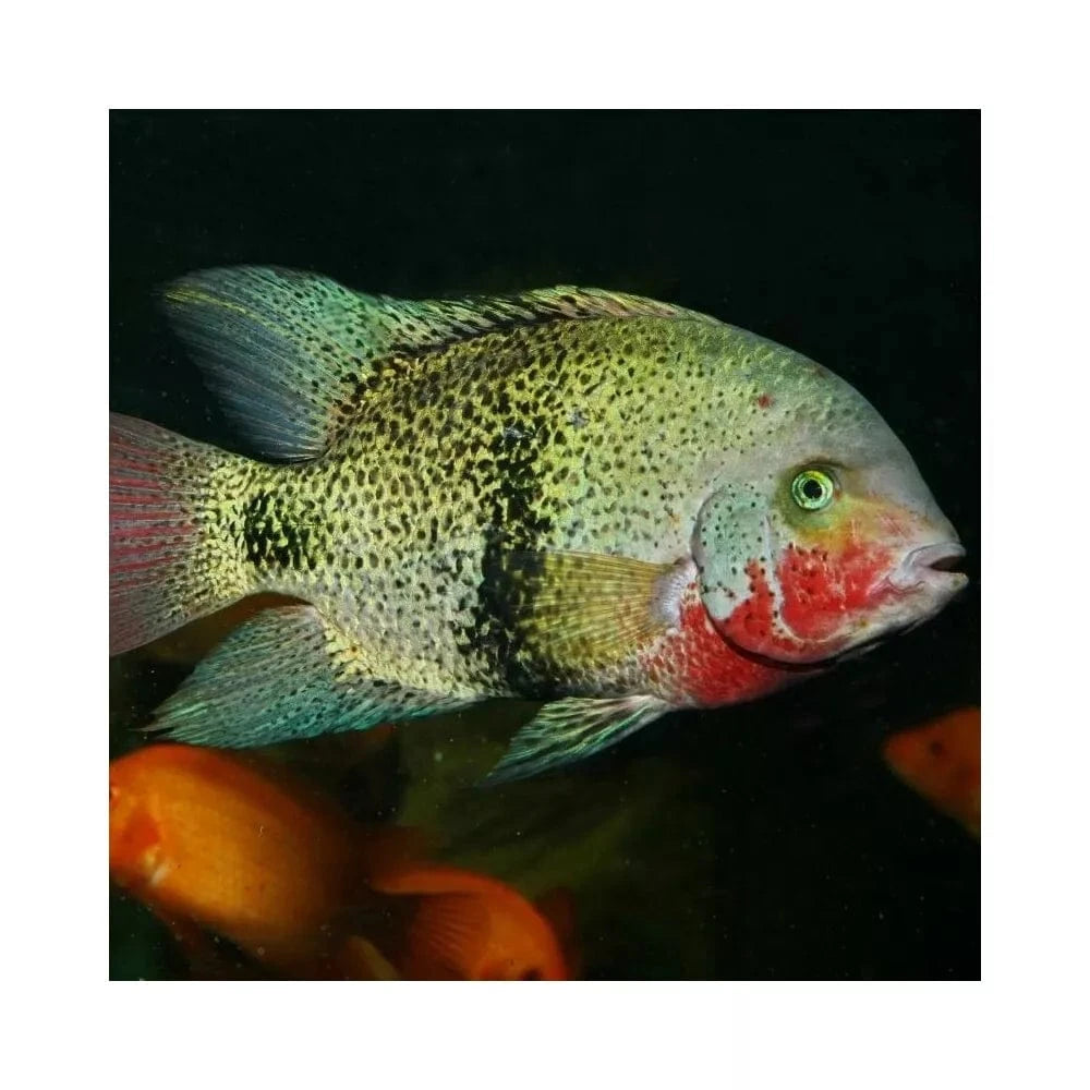 JBL ProNovo Cichlid Grano XL pašaras žuvims 1000 ml