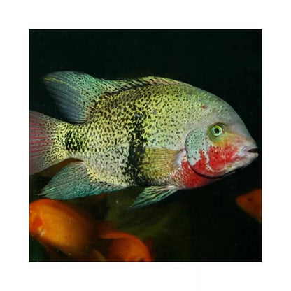 JBL ProNovo Cichlid Grano XL pašaras žuvims 1000 ml