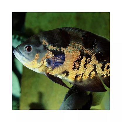 JBL ProNovo Cichlid Grano XL pašaras žuvims 1000 ml