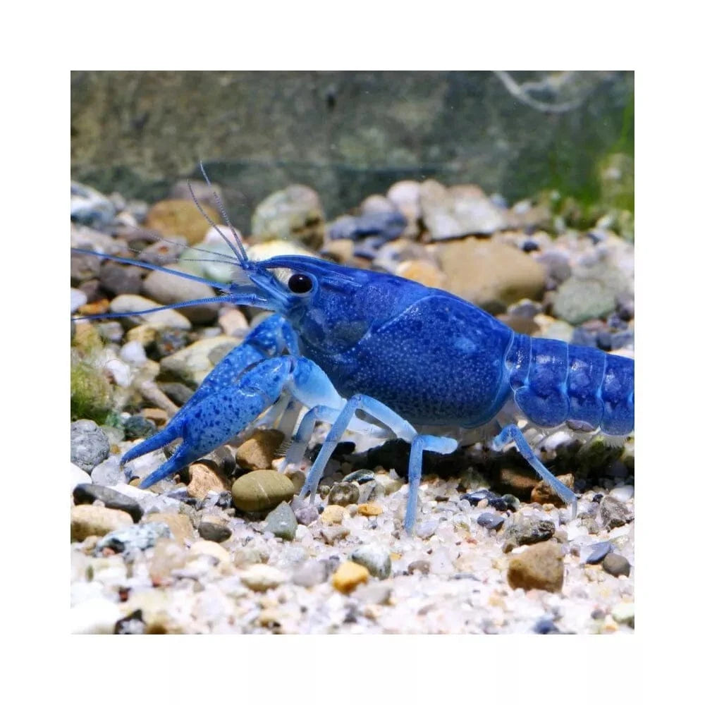 JBL ProNovo Crabs Wafer M pašaras krabams ir krevetėms 100 ml