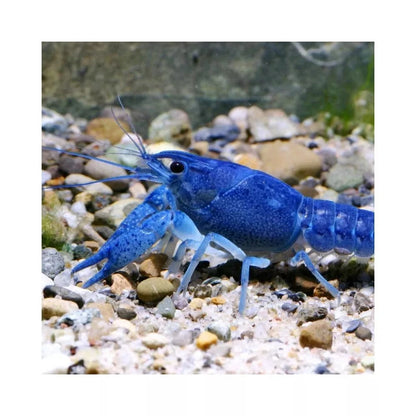 JBL ProNovo Crabs Wafer M pašaras krabams ir krevetėms 100 ml