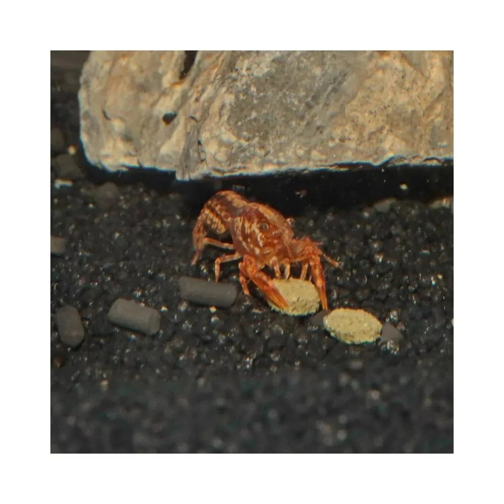 JBL ProNovo Crabs Wafer M pašaras krabams ir krevetėms 250 ml