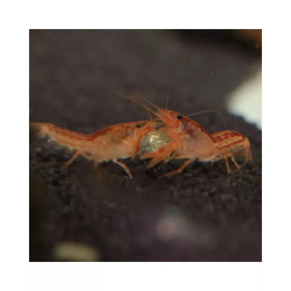 JBL ProNovo Crabs Wafer M pašaras krabams ir krevetėms 250 ml