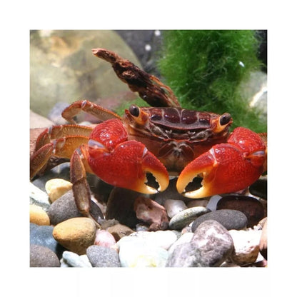 JBL ProNovo Crabs Wafer M pašaras krabams ir krevetėms 250 ml