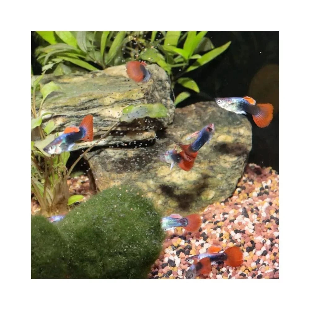 ProNovo Guppy Grano S pašaras gupijoms 250 ml