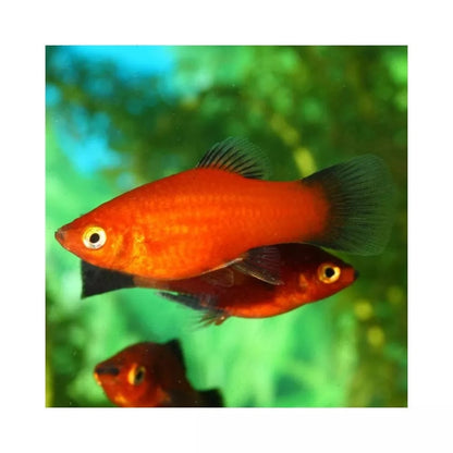 ProNovo Guppy Grano S pašaras gupijoms 250 ml