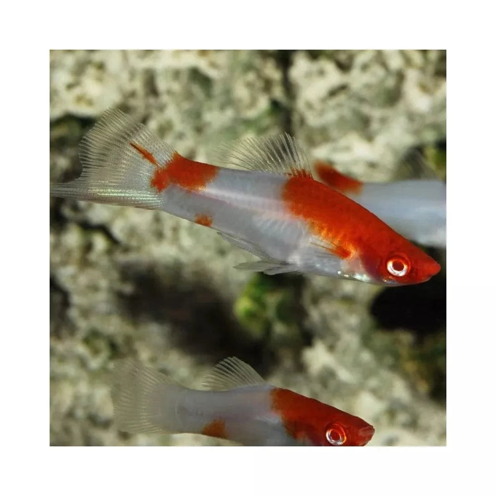 ProNovo Guppy Grano S pašaras gupijoms 250 ml