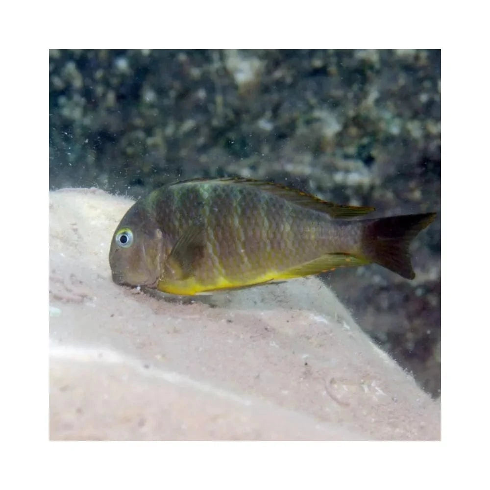 JBL ProNovo Malawi Flakes M pašaras žuvims 250 ml