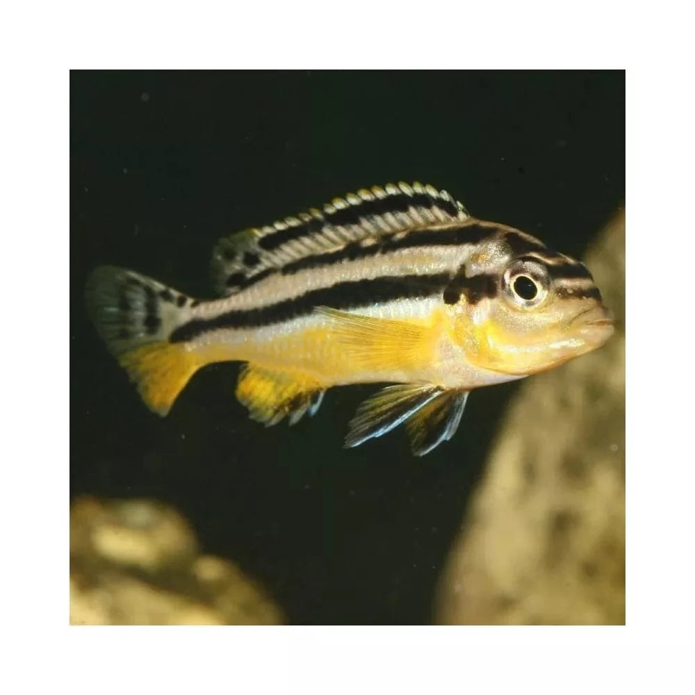 JBL ProNovo Malawi Flakes M pašaras žuvims 250 ml