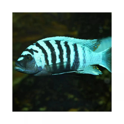 JBL ProNovo Malawi Flakes M pašaras žuvims 250 ml