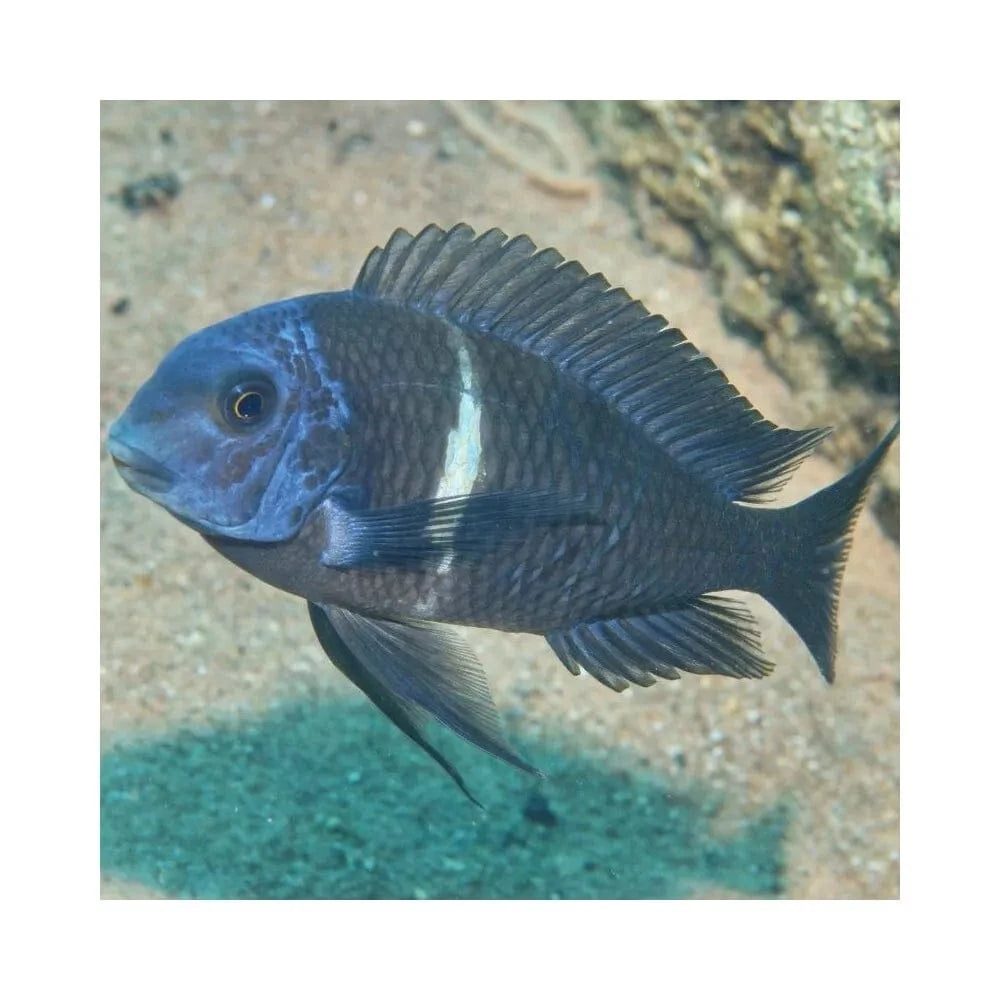 JBL ProNovo Malawi Flakes M pašaras žuvims 250 ml