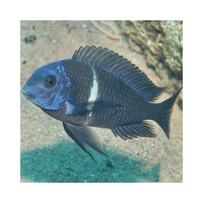 JBL ProNovo Malawi Flakes M pašaras žuvims 250 ml