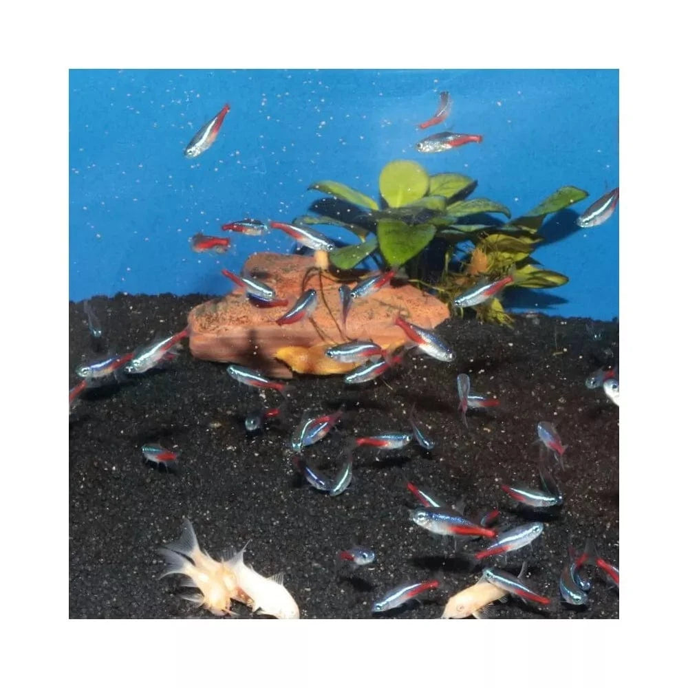 JBL ProNovo Neon Grano XXS pašaras žuvims 100 ml