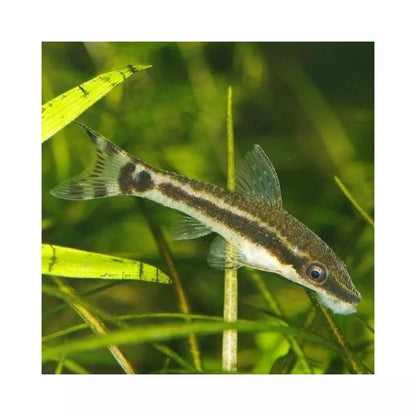 JBL ProNovo Pleco Wafer M pašaras žuvims 100 ml