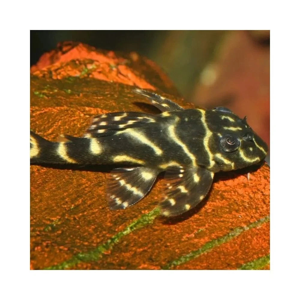 JBL ProNovo Pleco Wafer M pašaras žuvims 100 ml