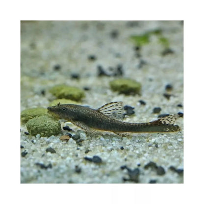 JBL ProNovo Pleco Wafer M pašaras žuvims 100 ml