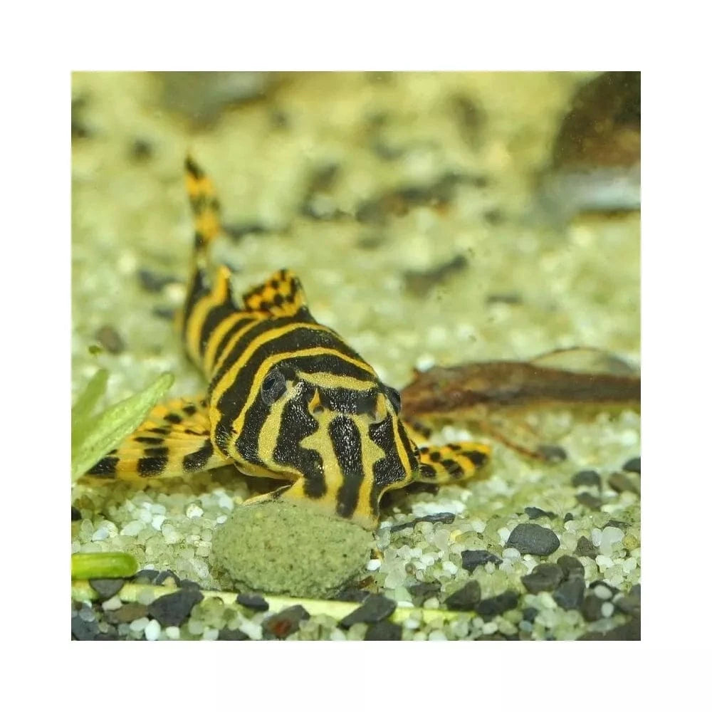 JBL ProNovo Pleco Wafer M pašaras žuvims 100 ml