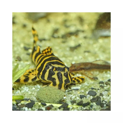 ProNovo Pleco Wafer M pašaras žuvims 1000 ml