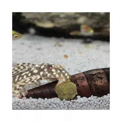 ProNovo Pleco Wafer M pašaras žuvims 1000 ml