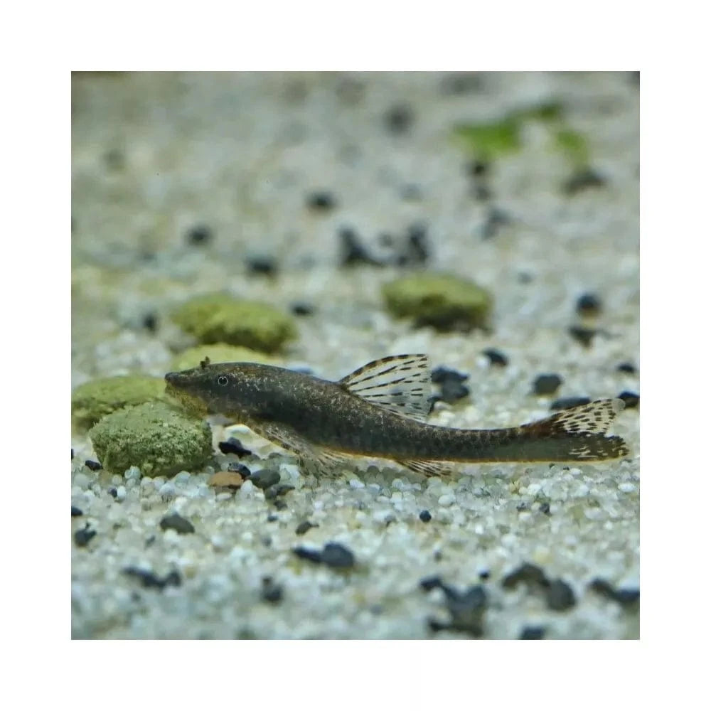 JBL ProNovo Pleco Wafer M pašaras žuvims 250 ml