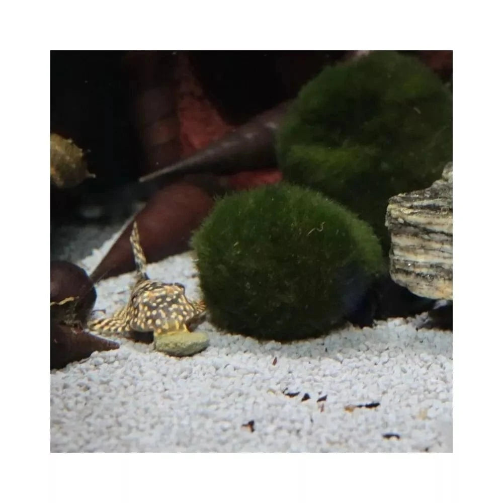 JBL ProNovo Pleco Wafer M pašaras žuvims 250 ml