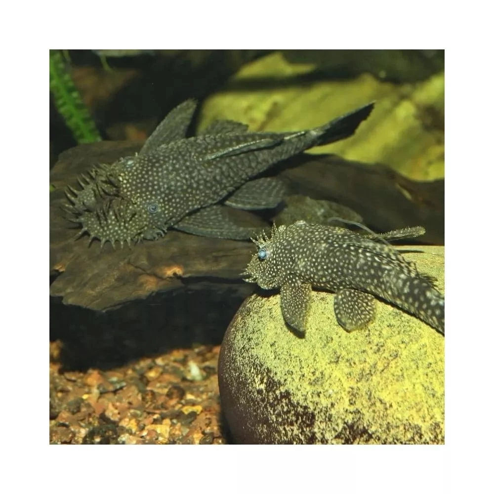 JBL ProNovo Pleco Wafer XL pašaras žuvims 250 ml