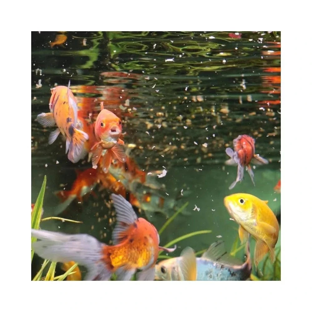 ProNovo Red Flakes M pašaras žuvims 250 ml