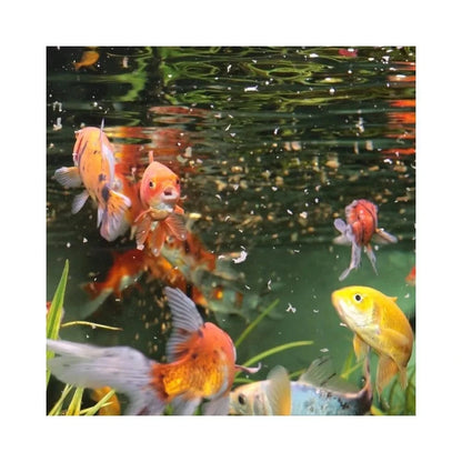 ProNovo Red Flakes M pašaras žuvims 250 ml